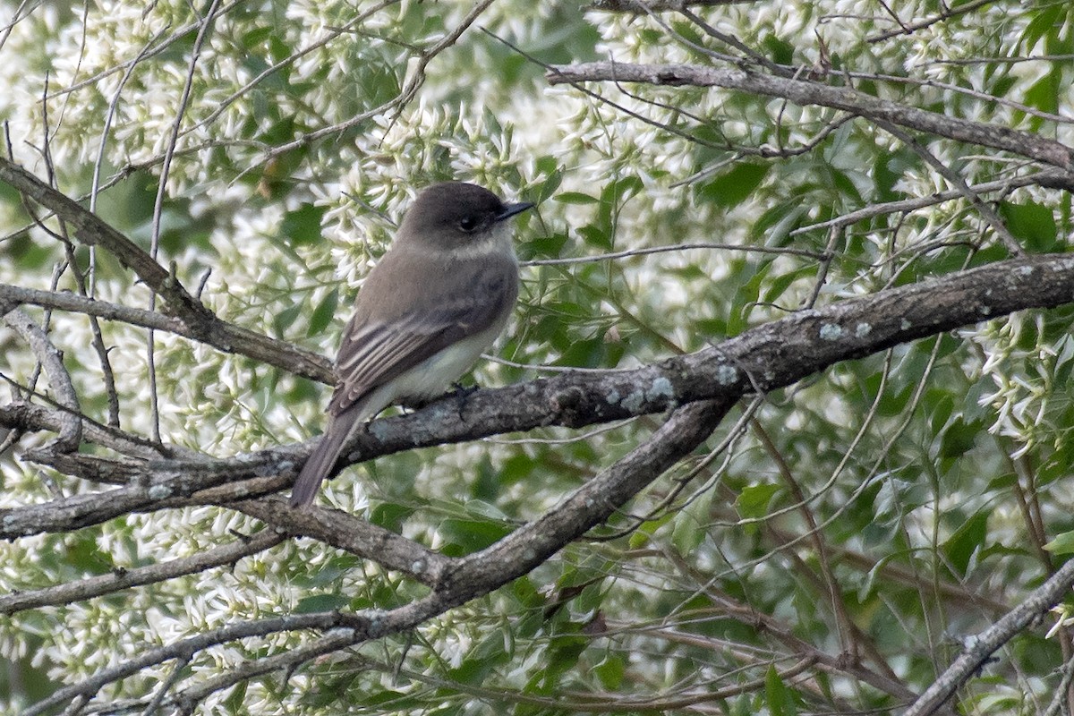 Doğulu Pivi - ML646813135