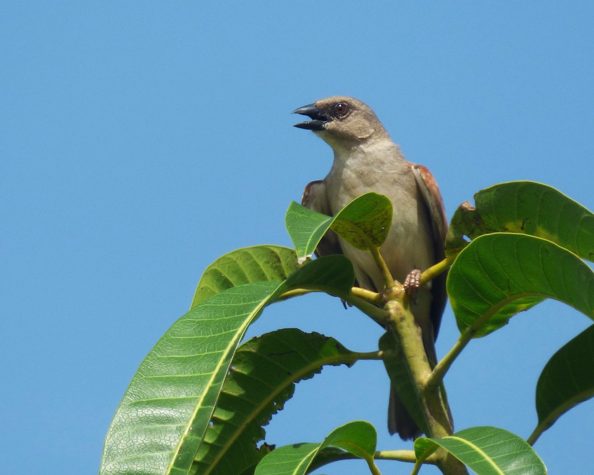 Northern Gray-headed Sparrow - ML646813136