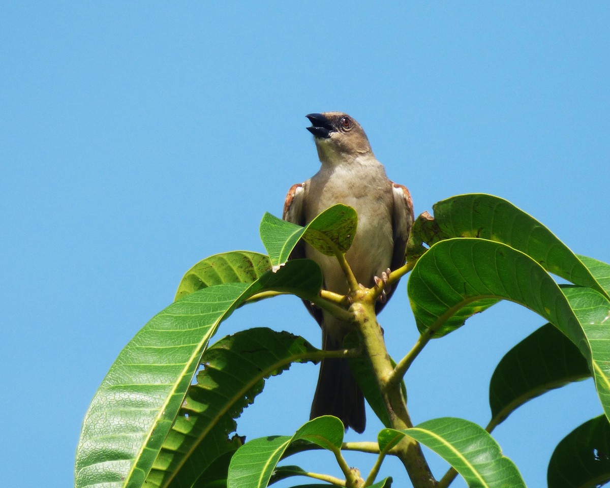Northern Gray-headed Sparrow - ML646813137