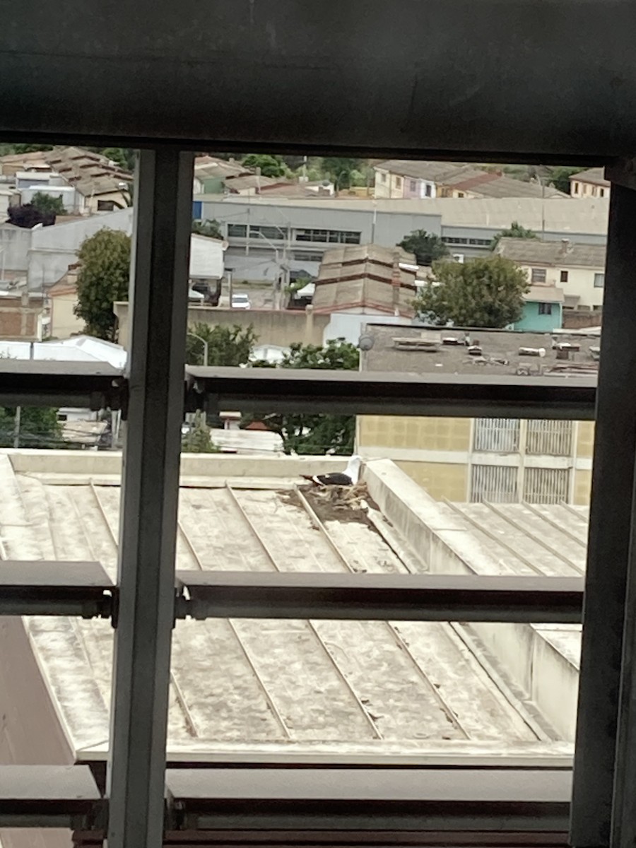 Kelp Gull (dominicanus) - ML646813138