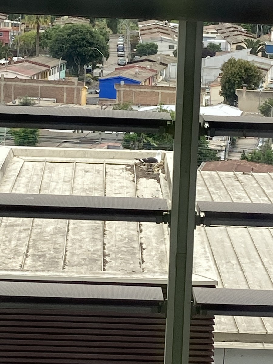 Kelp Gull (dominicanus) - ML646813139