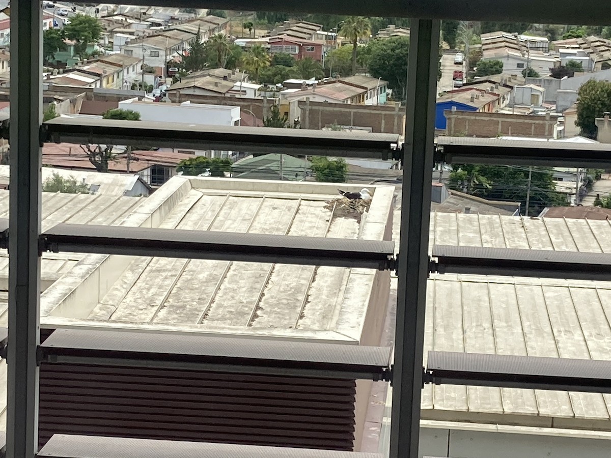 Kelp Gull (dominicanus) - ML646813140