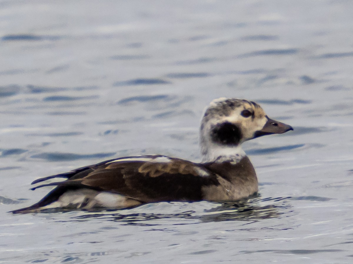 Морянка - ML646813147