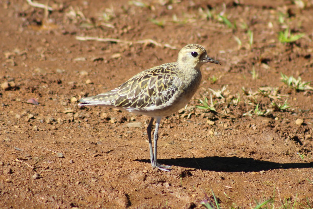 Pacific Golden-Plover - ML646813148
