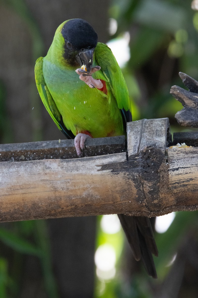 Nandai aratinga - ML646813150