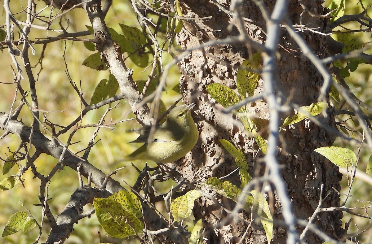 Orange-crowned Warbler - ML646813152