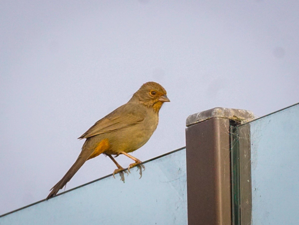 California Towhee - ML646813153