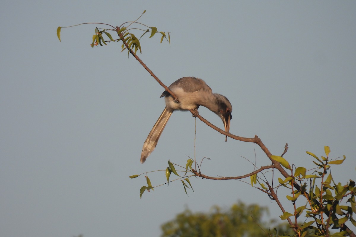 Indienhornvogel - ML646813154