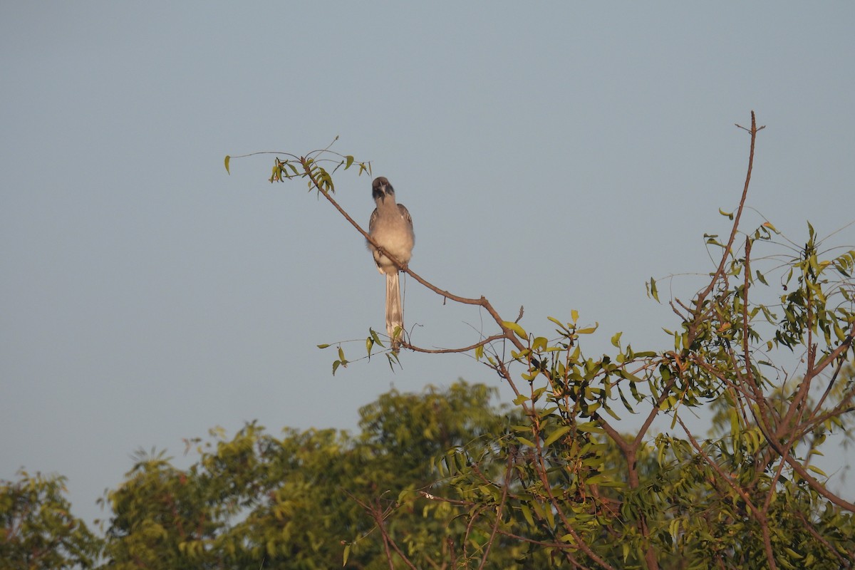 Indienhornvogel - ML646813155