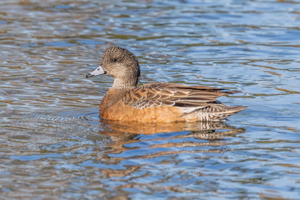 葡萄胸鴨 - ML646813163