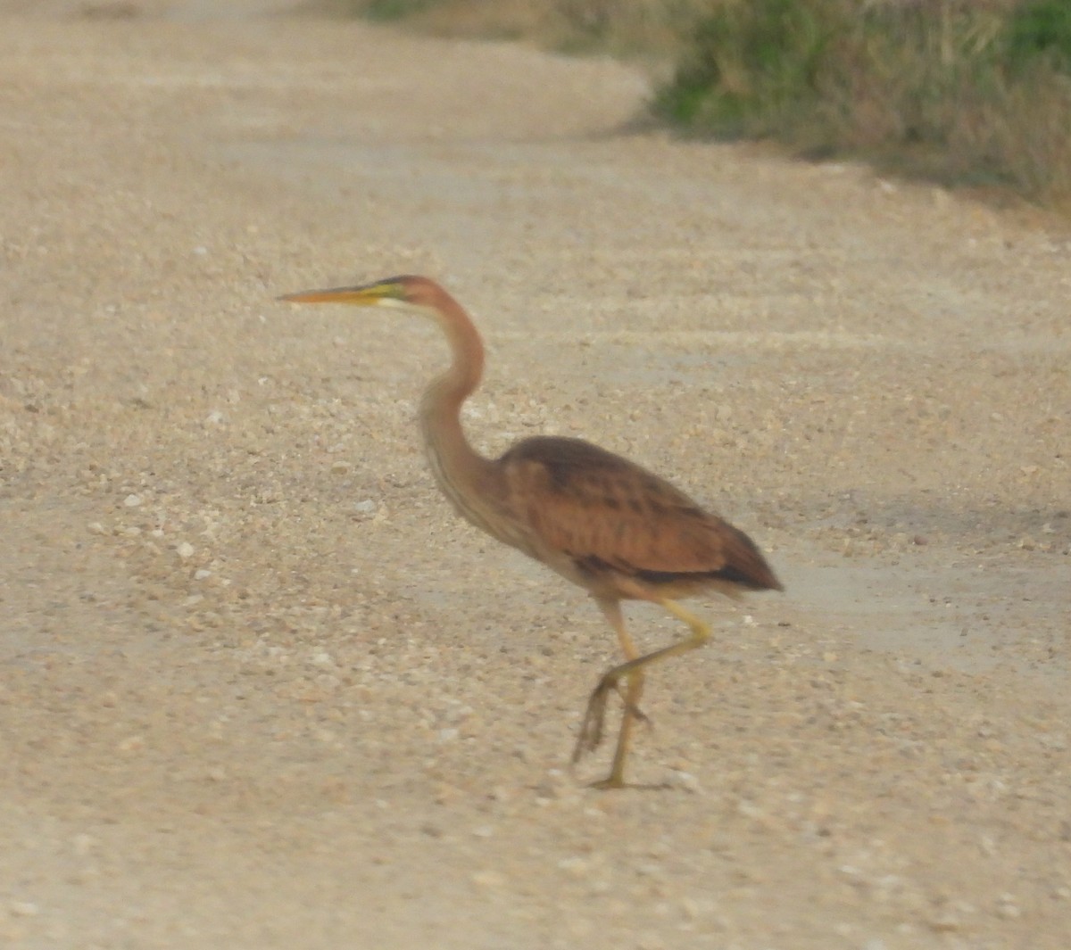 אנפה ארגמנית - ML646813164
