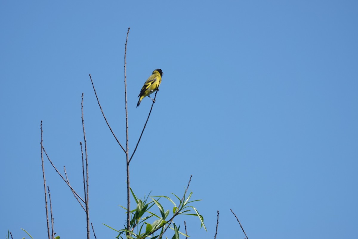 Hooded Siskin - ML646813167