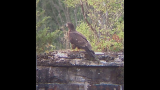 Bald Eagle - ML646813168