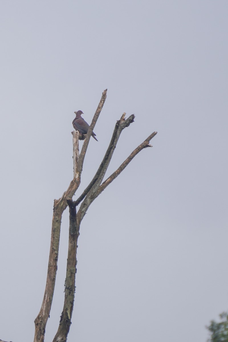 Red-billed Pigeon - ML646813169