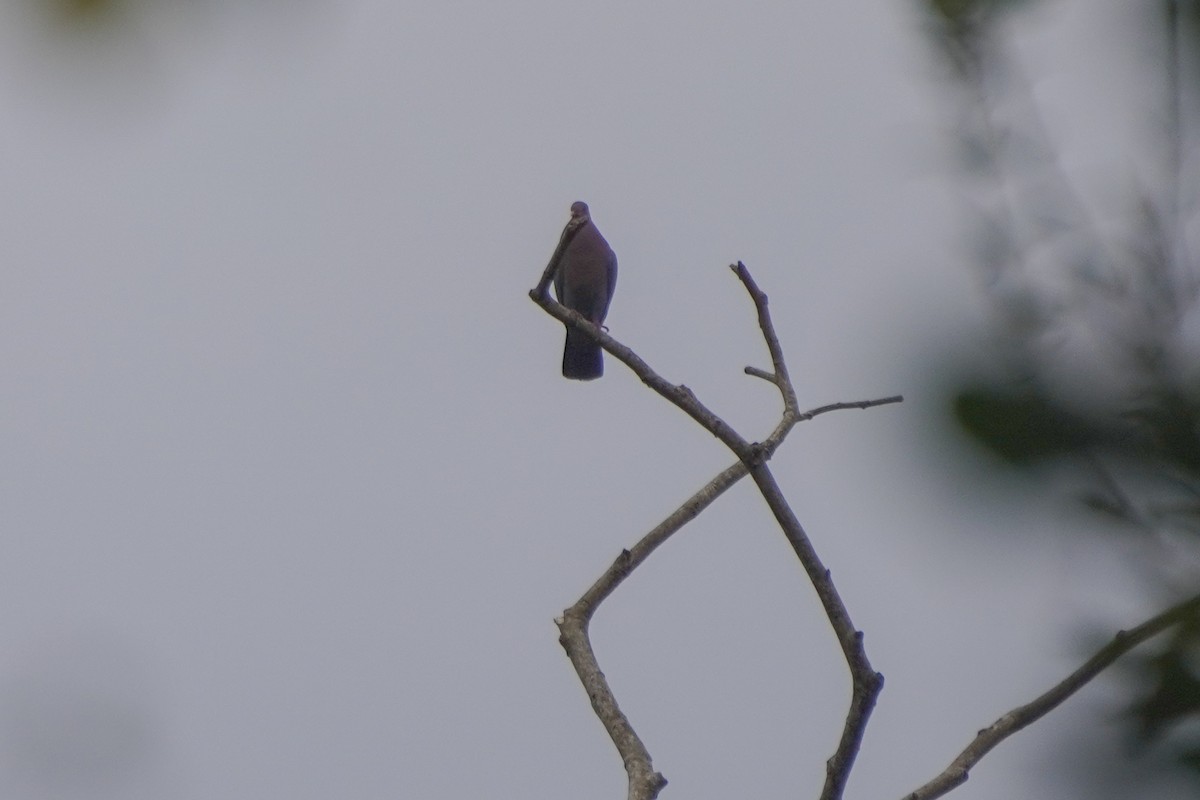 Red-billed Pigeon - ML646813170
