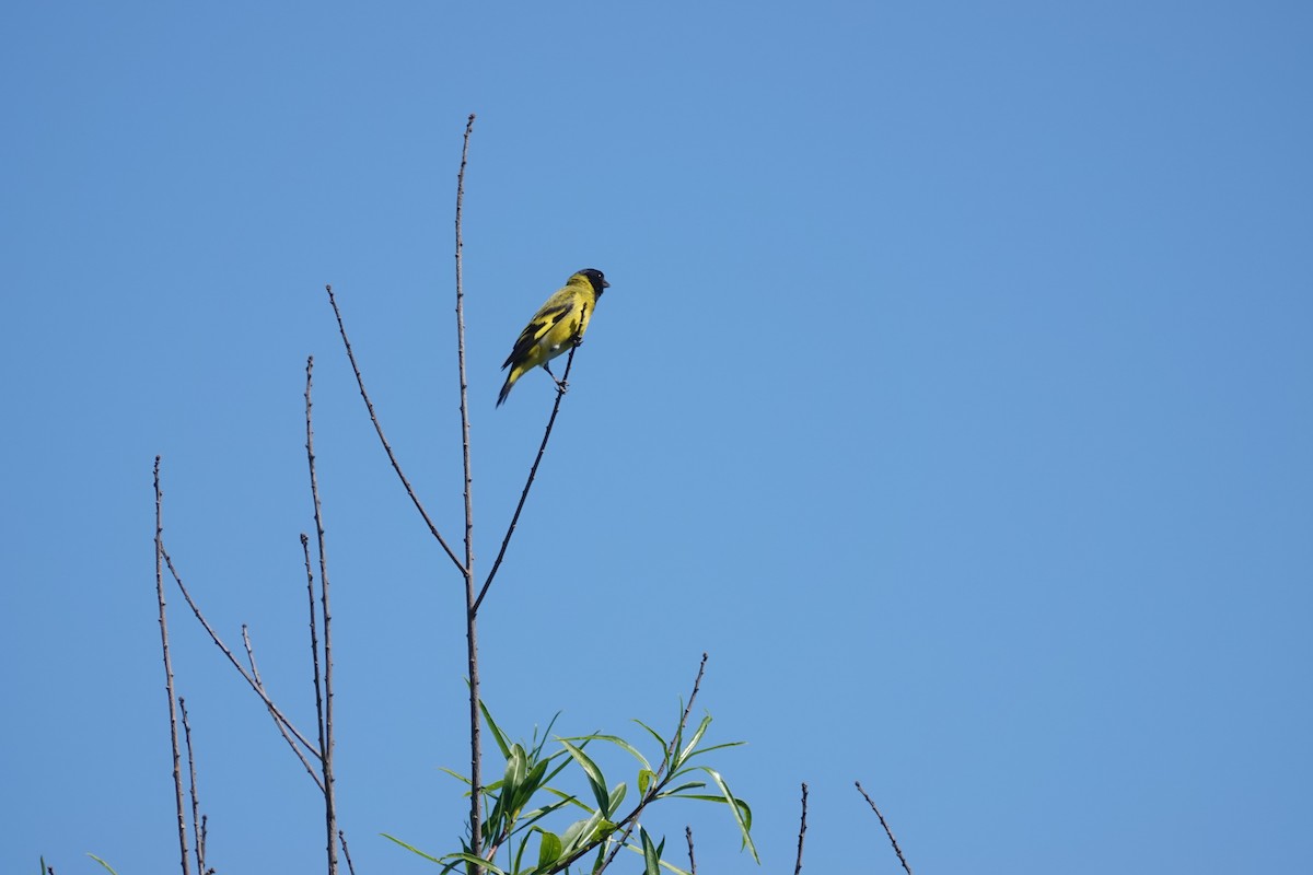 Hooded Siskin - ML646813175