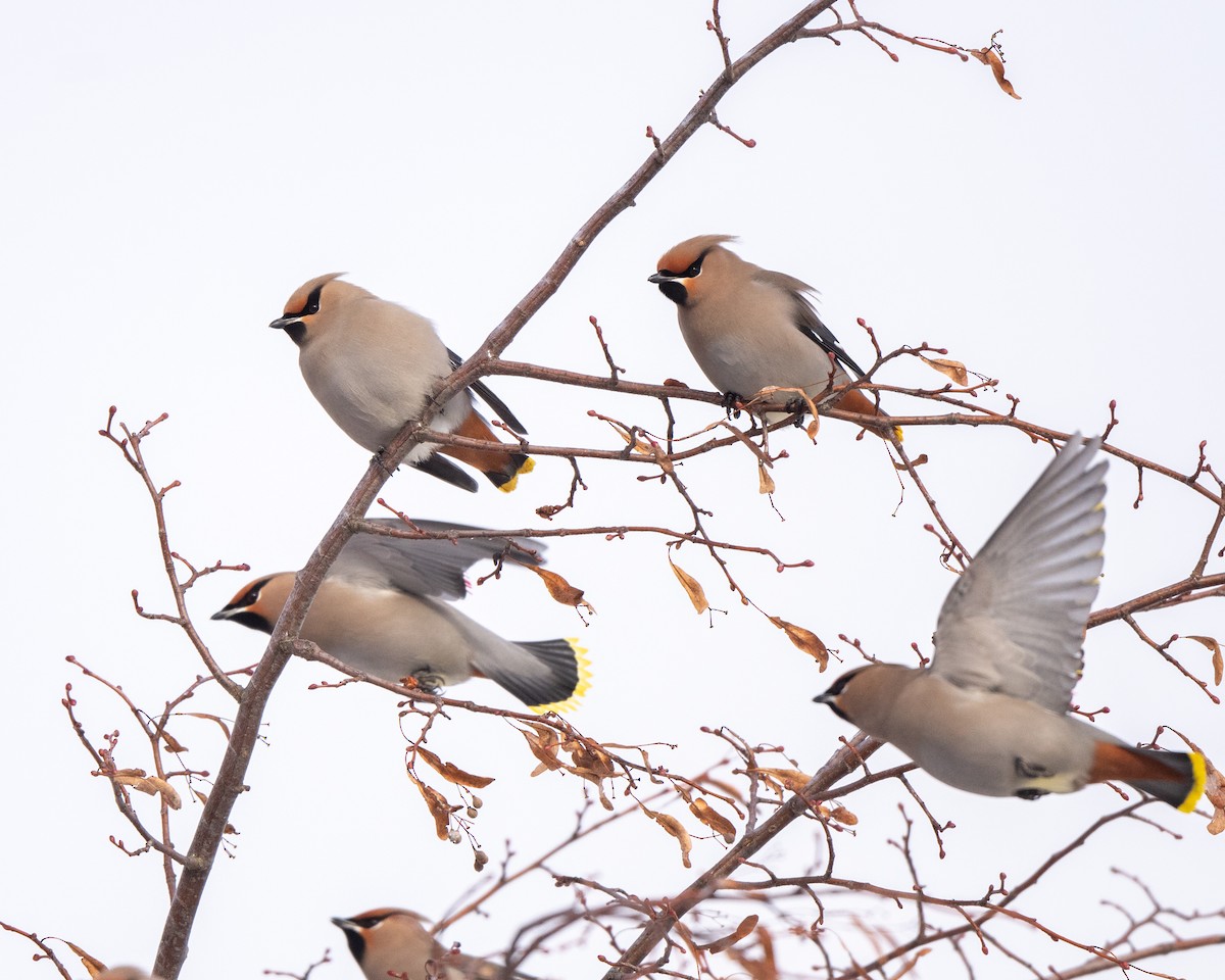 ציצנית - ML646813177