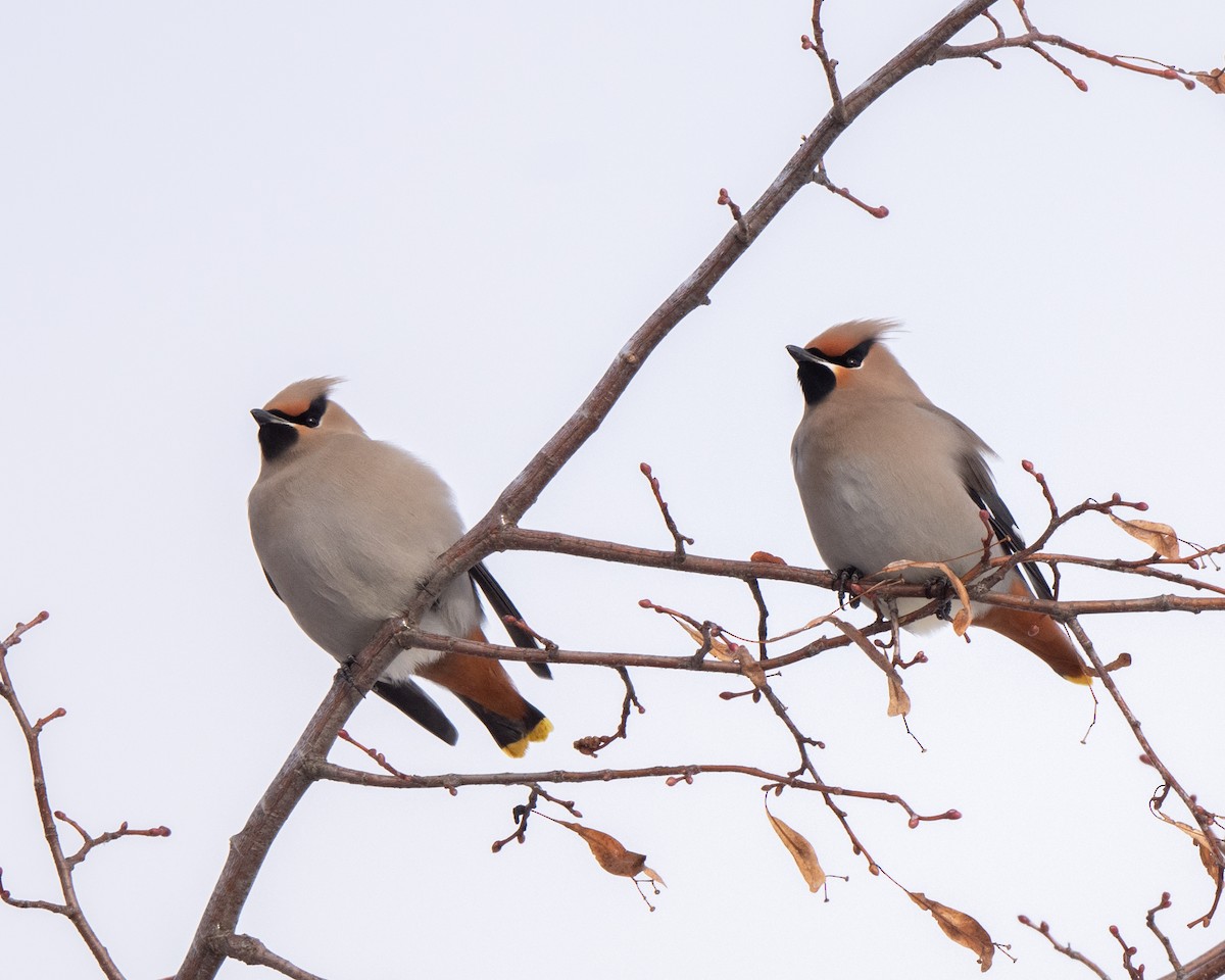 ציצנית - ML646813179