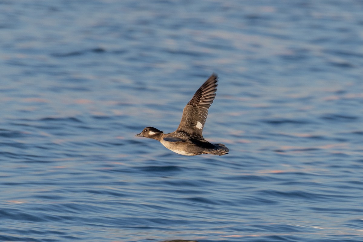 Bufflehead - ML646813180