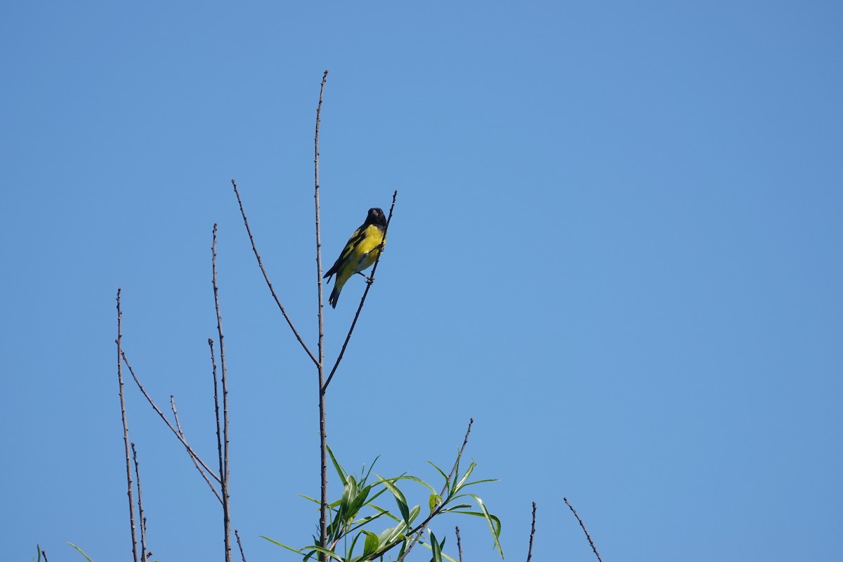 Hooded Siskin - ML646813182