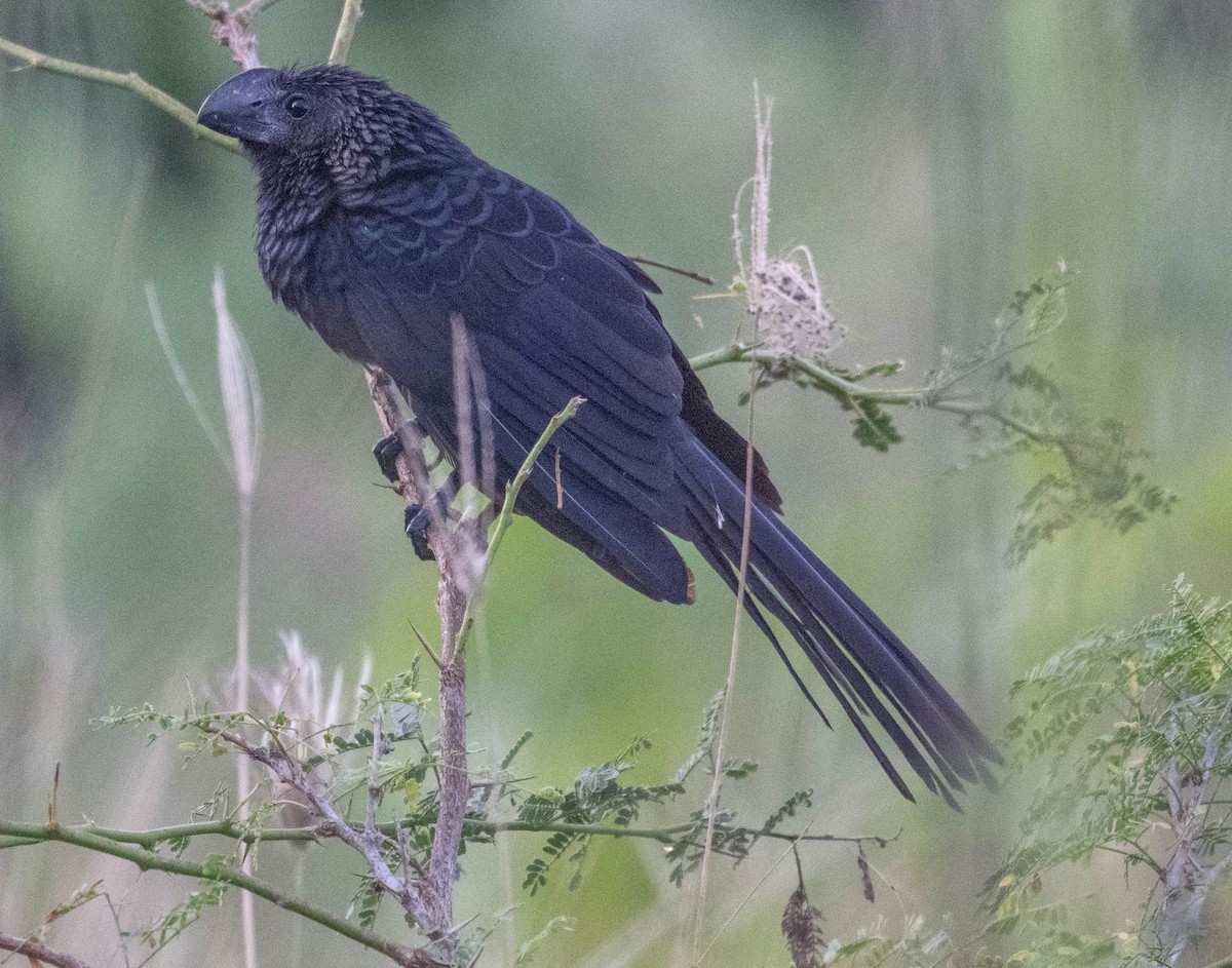 オオハシカッコウ - ML646813183