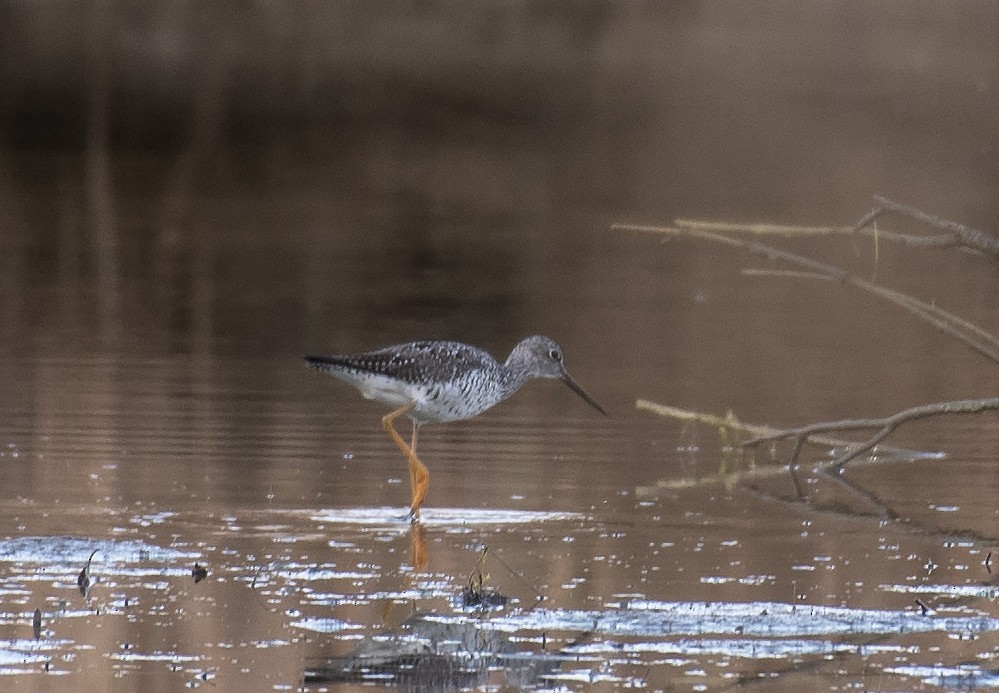 Büyük Sarıbacak - ML646813187