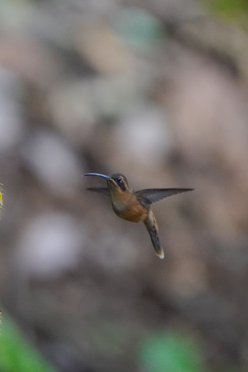 Stripe-throated Hermit - ML646813188