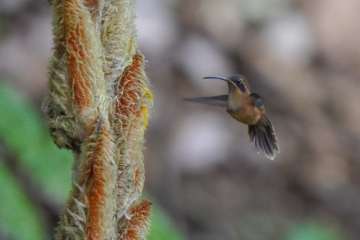 Stripe-throated Hermit - ML646813189