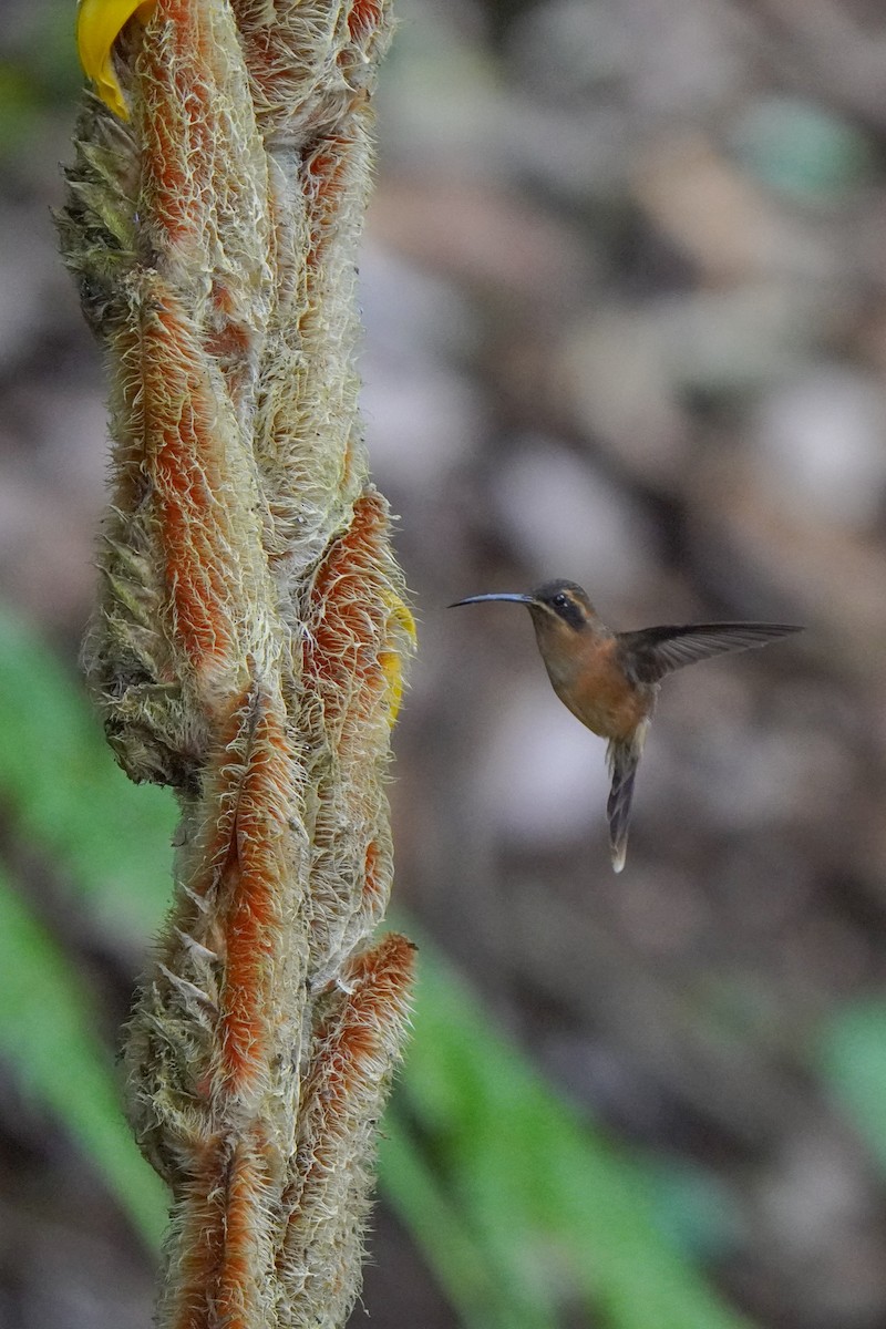 Stripe-throated Hermit - ML646813190