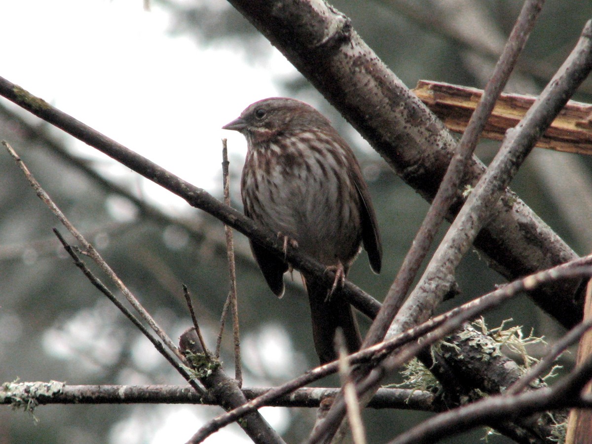 Chingolo Cantor - ML646813191