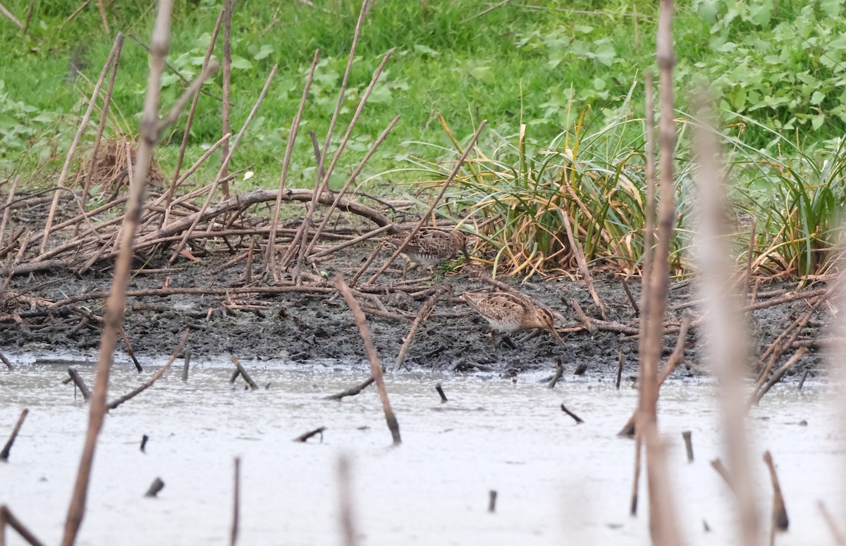 Японский бекас - ML646813193