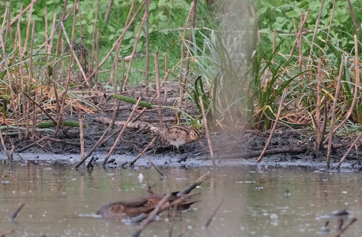 Японский бекас - ML646813194