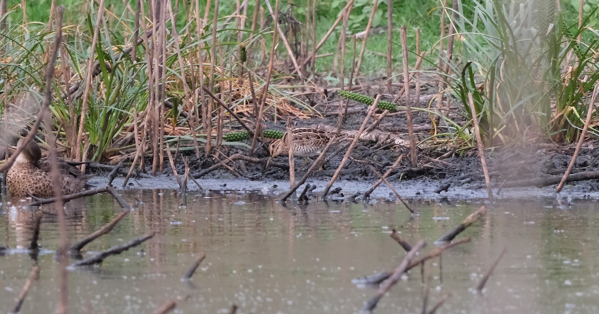 Японский бекас - ML646813195