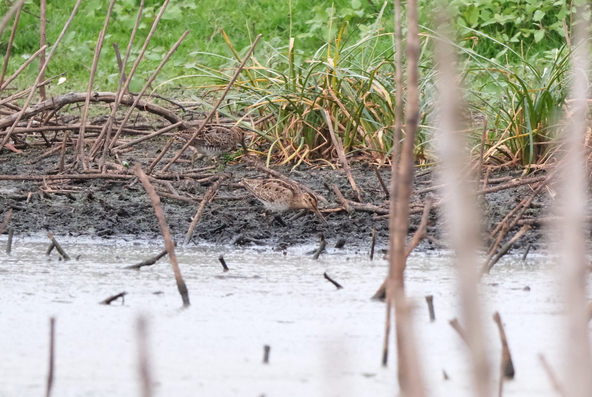 Японский бекас - ML646813196