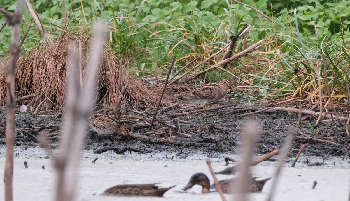 Японский бекас - ML646813197