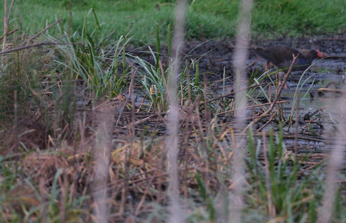 Японский бекас - ML646813198