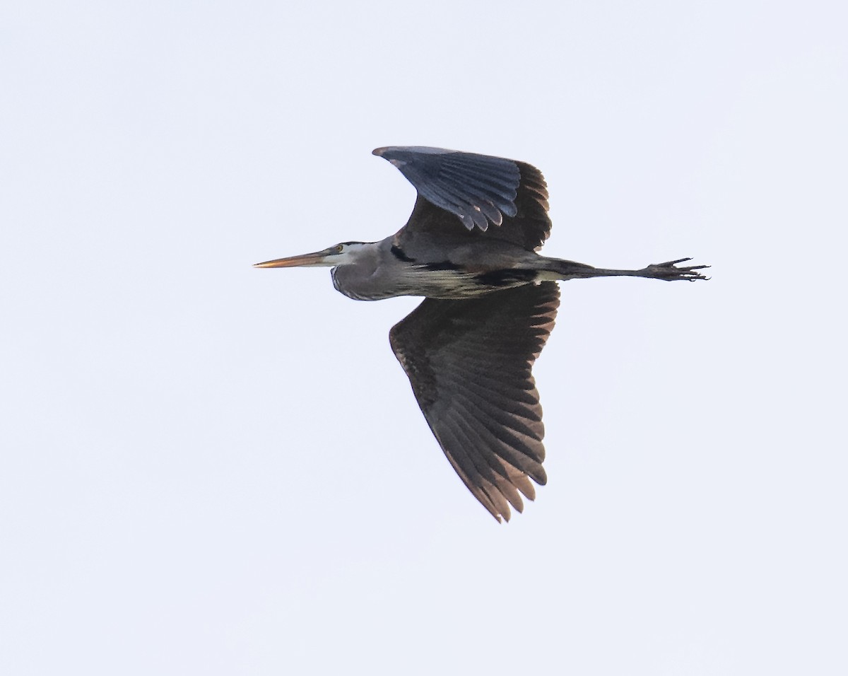 Amerika Gri Balıkçılı - ML646813200