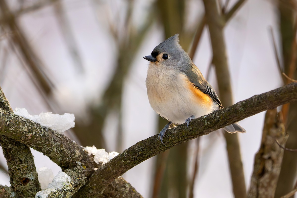 Tufted Titmouse - ML646813201