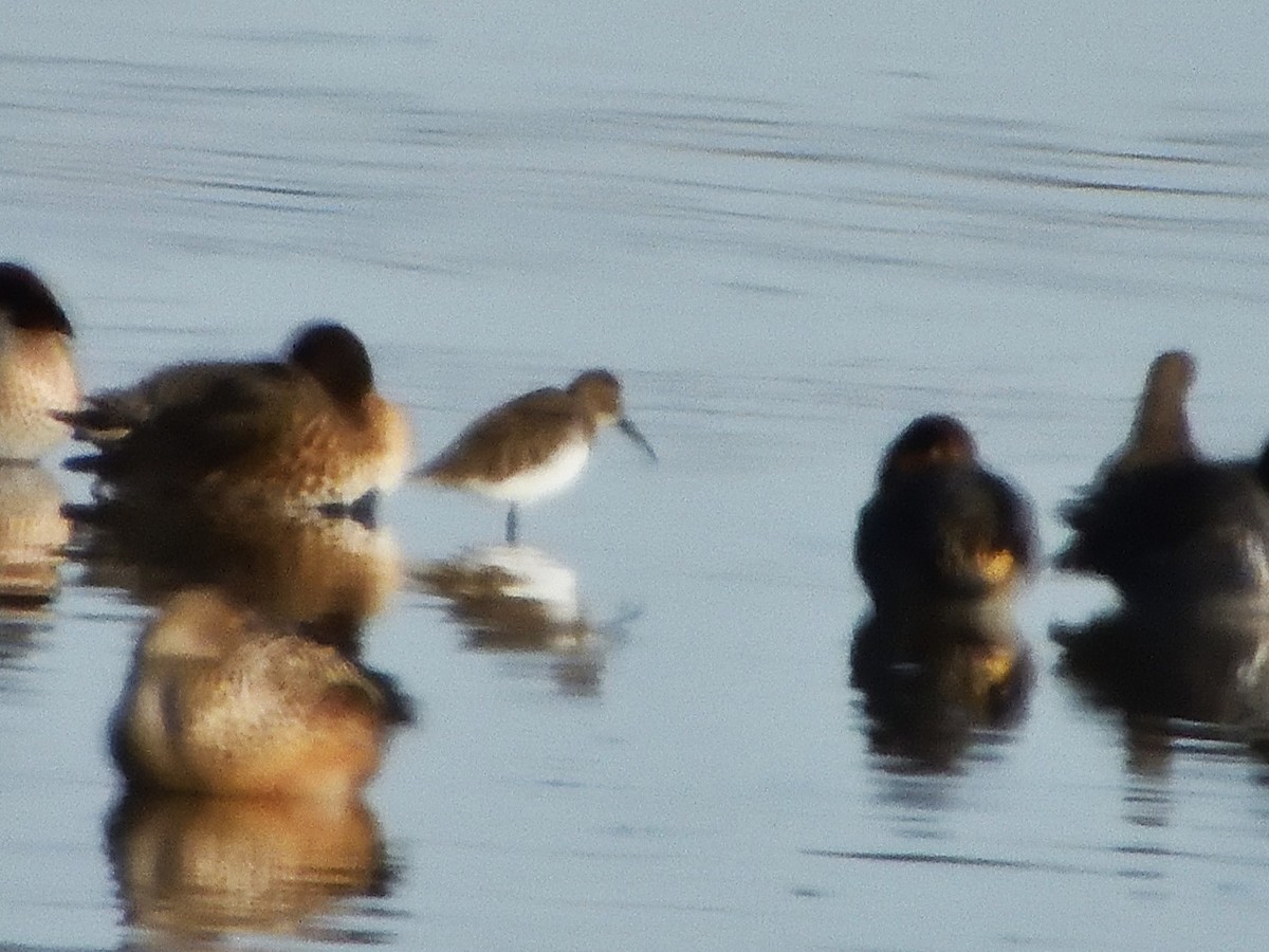 myrsnipe - ML646813202