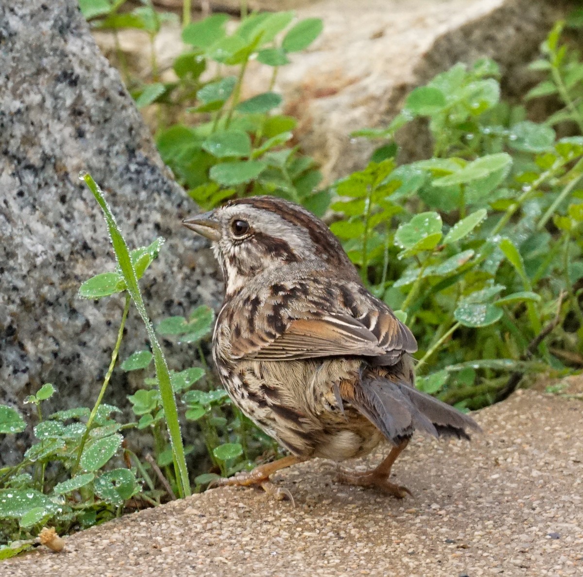 Song Sparrow - ML646813204