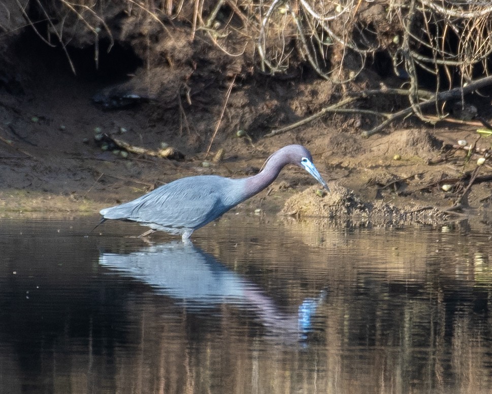 Mavi Balıkçıl - ML646813205