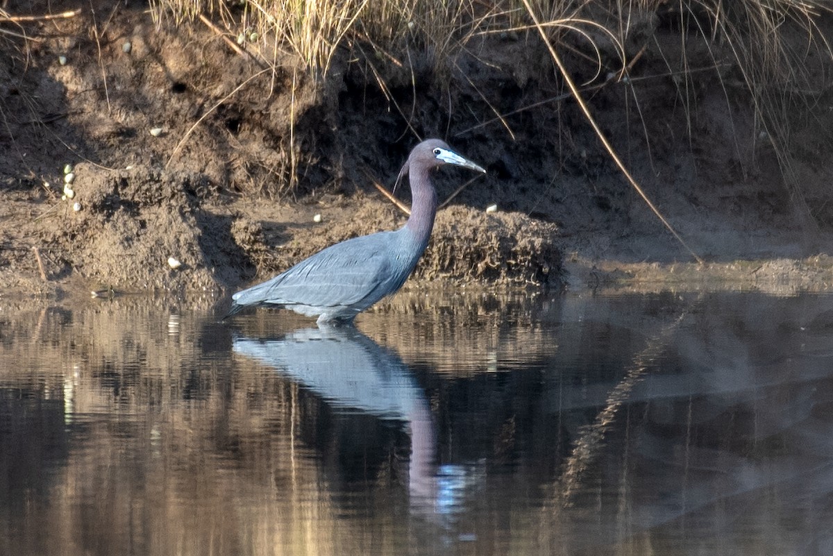 Mavi Balıkçıl - ML646813206