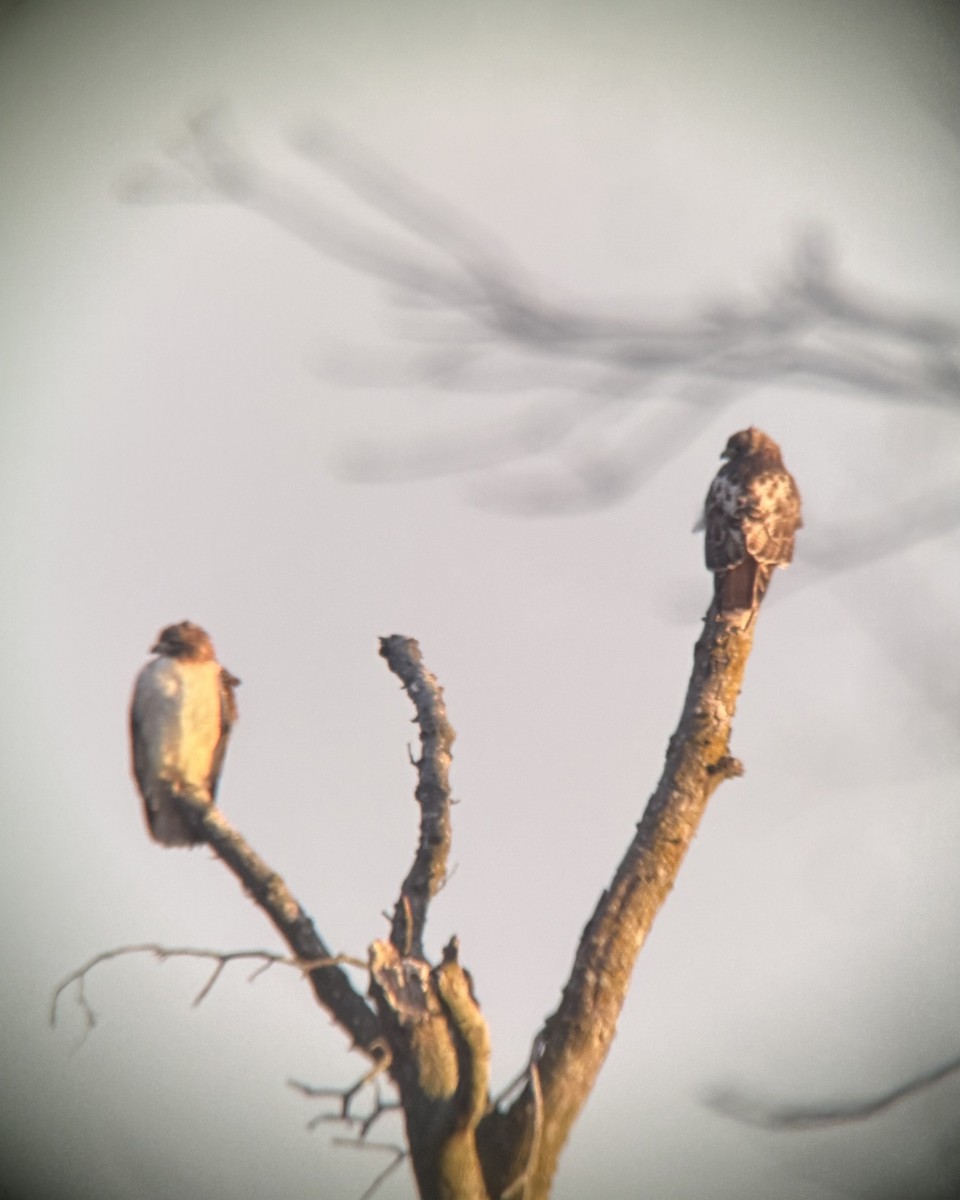 Zapelatz buztangorria - ML646813207