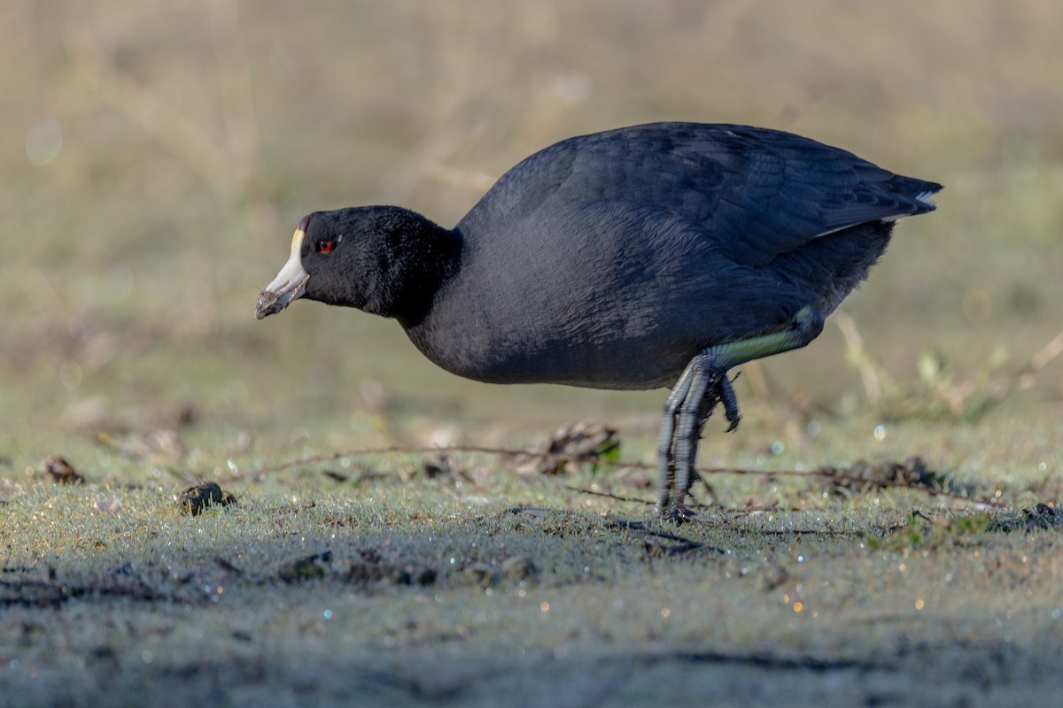 American Coot - ML646813208