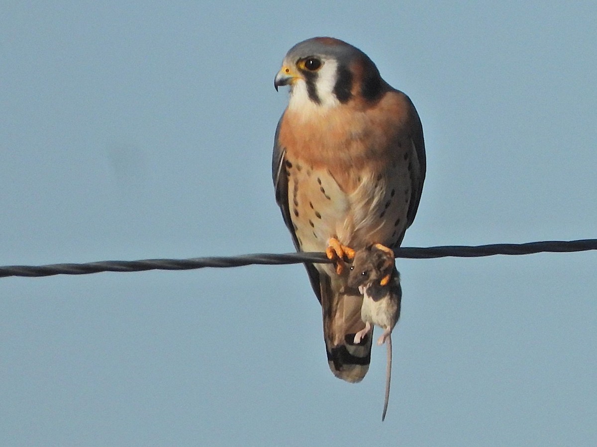 spurvefalk - ML646813209