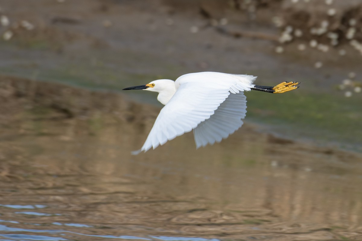 Karbeyaz Balıkçıl - ML646813212