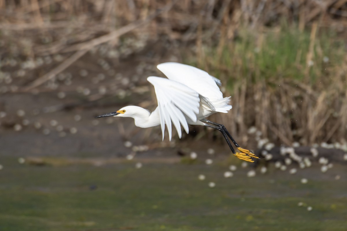 Karbeyaz Balıkçıl - ML646813213