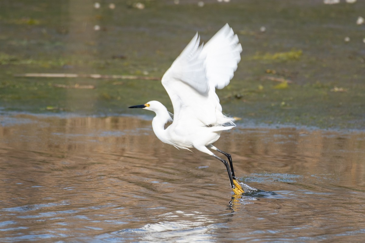 Karbeyaz Balıkçıl - ML646813214