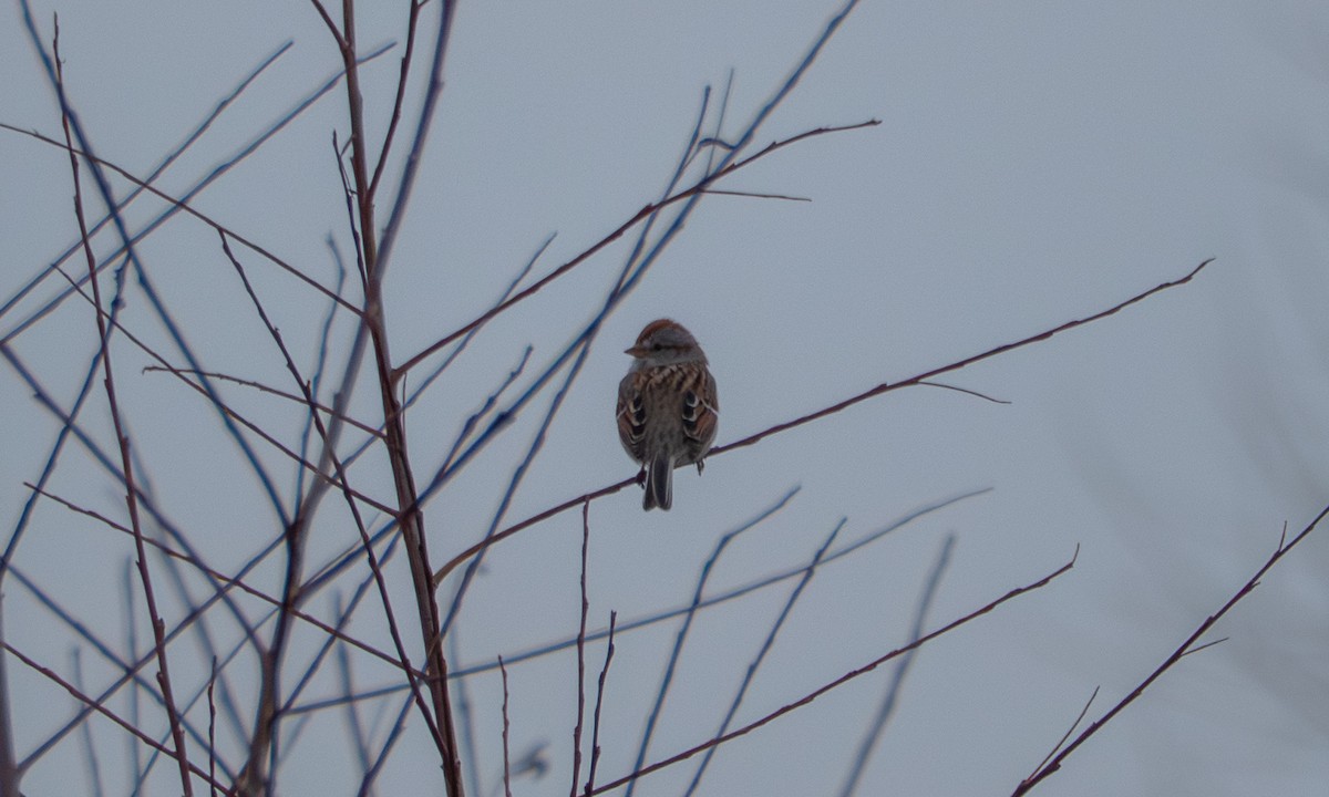 American Tree Sparrow - ML646813215