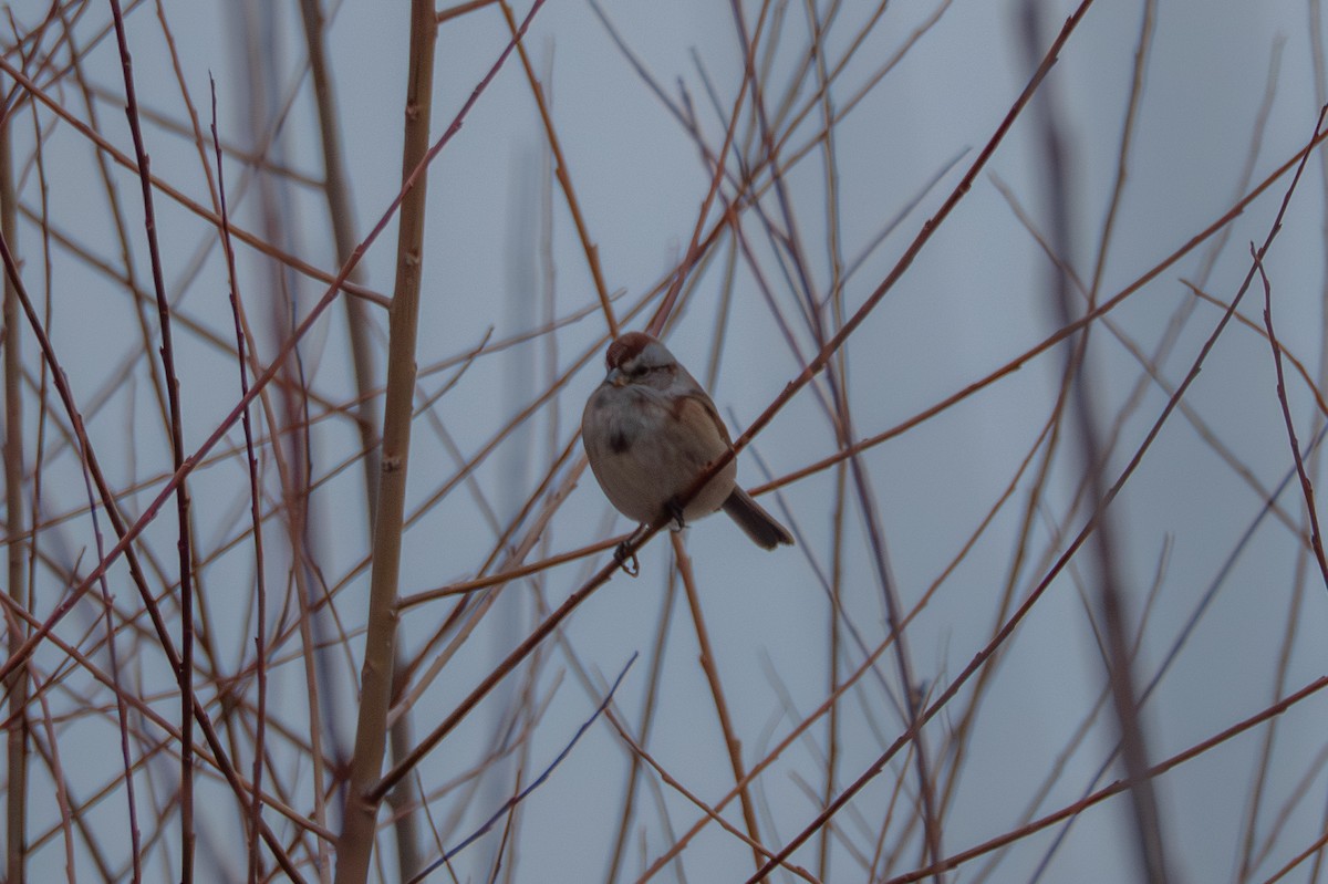 American Tree Sparrow - ML646813216